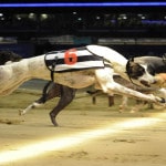 Best Greyhound Betting System