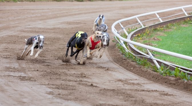 Best Way To Bet On Greyhounds