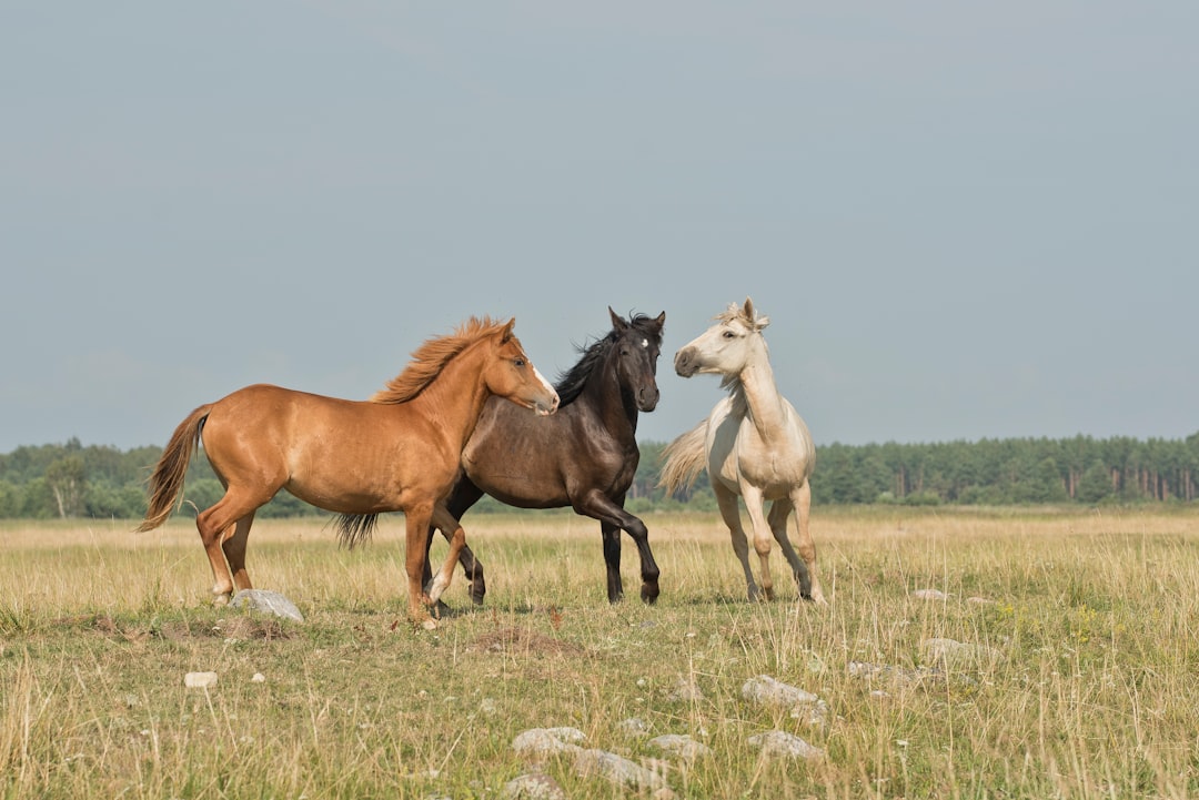 How to Bet on Horse Racing: A Beginner's Guide to Bet Types and Payouts