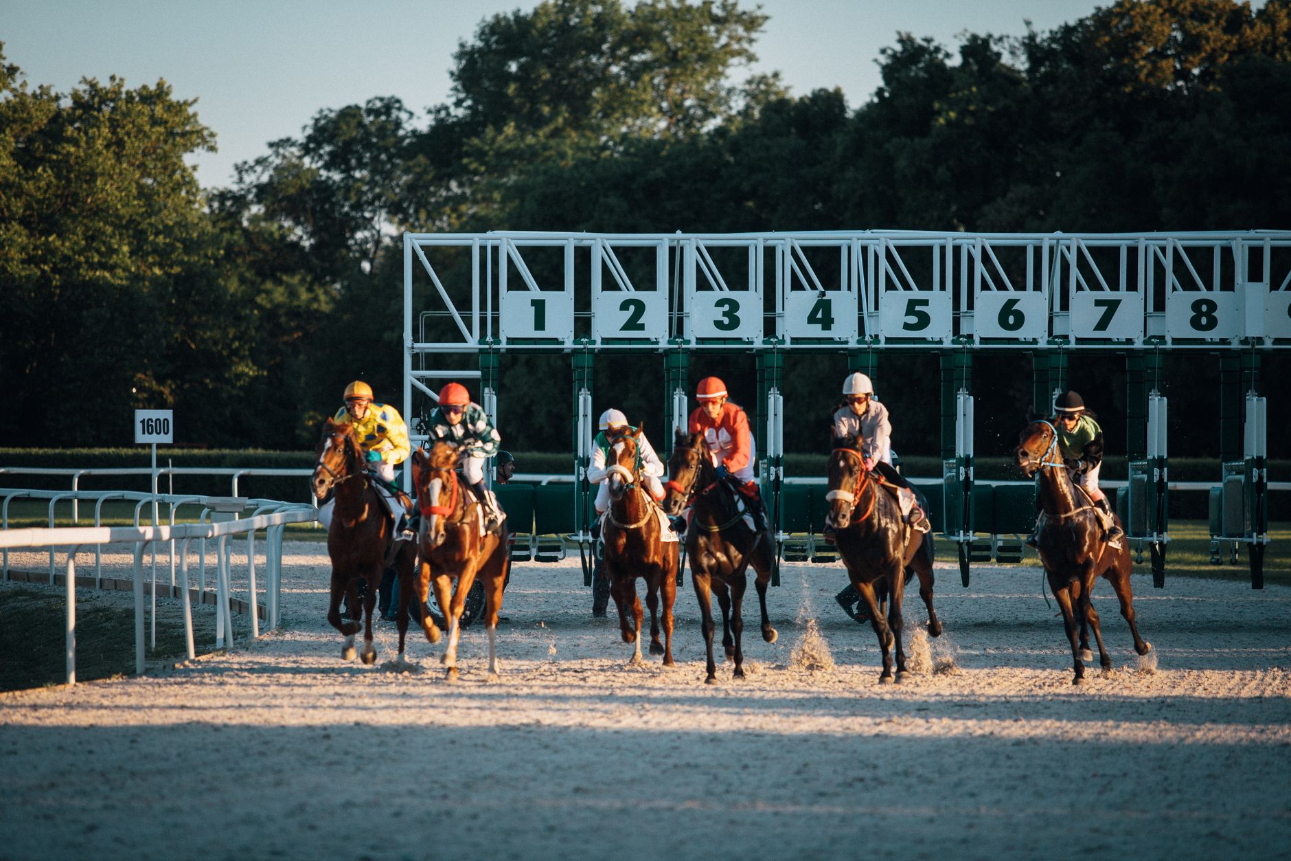 What Happens When a Horse Is Scratched After a Bet? Rules for Refunds and Substitutions